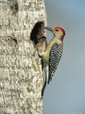 Red-Bellied Woodpecker Looks into its Nest