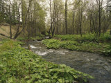 Woodland View on Bolshoy Shantar Island