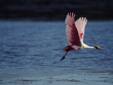 Roseate Spoonbill in Flight over Water