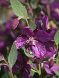 Dwarf Fireweed Hugs the Ground to Protect Itself from Strong Winds