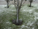 Ice Forms on the Bark of Young Trees during a Winter Frost