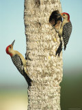 Pair of Red-Bellied Woodpeckers