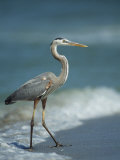 Great Blue Heron Walks in the Sand