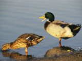 Male and Female Mallard Duck
