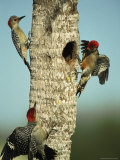 Trio of Red-Bellied Woodpeckers