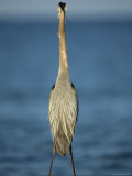 Great Blue Heron Walks in the Sand