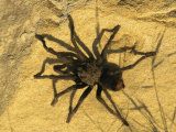 Tarantula Spider Rests on a Rock