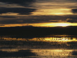 Silhouetted Sandhill Cranes in Marsh at Sunset