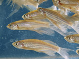 Zebra Fish Multiply in a Water Tank