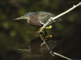Green-Backed Heron Perches on a Tree Branch above the Water