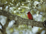 Male Cardinal Perches on a Tree Branch