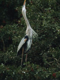Great Blue Heron Exhibiting Greeting Behavior