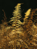 Ferns Turned Golden by the Autumn Season