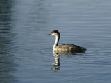 Western Grebe Swimming on the Surface of Calm Water
