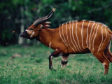 Bongo Antelope Being Irritated by Insects