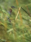 Green-Backed Heron Perches on a Tree Branch
