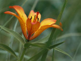 Wood Lily on Bolshoy Shantar Island