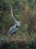 Great Blue Heron Exhibits Greeting Behavior
