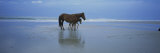 Wild Mare and Foal on the Beach North of Corolla