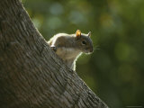 Gray Squirrel Climbs a Tree
