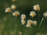 Cotton Grass Grows on Bolshoy Shantar Island
