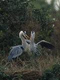 Pair of Great Blue Herons Stand Beside Their Nest