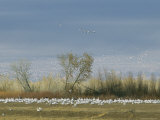 Snow Geese in Flight and Resting on the Ground