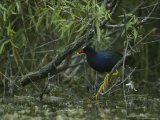 Purple Gallinule Perches on a Tree Branch above a Freshwater Pond