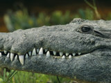 Close View of the Teeth of an American Crocodile