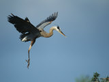 Great Blue Heron in Flight