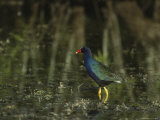 Purple Gallinule Wades in a Freshwater Pond