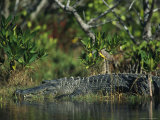 American Alligator on Floridas Gulf Coast