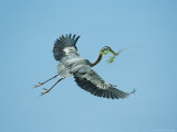 Great Blue Heron Carries a Tree Branch for Nest Building