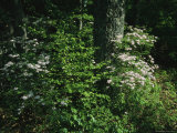 Mountain Laurel Surrounds an Oak Tree