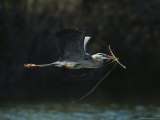 Great Blue Heron Carries a Tree Branch for Nest Building