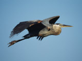 Great Blue Heron in Flight