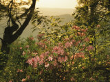 Wild Azaleas Grow on Ravens Roost Overlook
