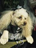 Pet Poodle Dressed as a Witch during a Halloween Celebration