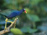 Purple Gallinule Perches on a Tree Branch