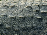 Close View of the Hide of an American Crocodile