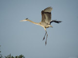 Great Blue Heron in Flight