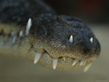 Close View of the Snout of a Morelets Crocodile