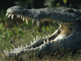The Open Mouth of an American Crocodile