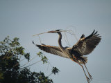 Great Blue Heron Carries a Tree Branch for Nest Building
