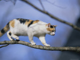 Calico Cat Tightropes across a Tree Limb