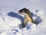 Short-Tailed Weasel Emerges from One of its Many Tunnel Routes