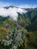 Lupine Flowers Adorn the Steep Slopes of the Vilcabamba with Purple