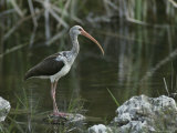 Juvenile White Ibis Stands on a Rock