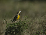 Eastern Meadowlark Perches on a Bush