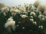 Cotton Grass Grows on Bolshoy Shantar Island